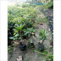 Thai Chiku Plant - Specification Variety, Well Watered | Green Color, Suitable For Fruit Production