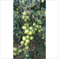 Thai Apple Ber Plant - Green Apple Breed | Thriving Plant For Indoor And Outdoor Growth