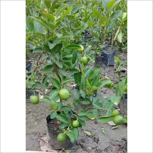 Thai Kolkata Pati Lemon Plant