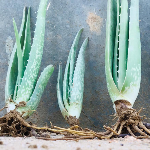 Aloe Vera Plant Grade: Organic