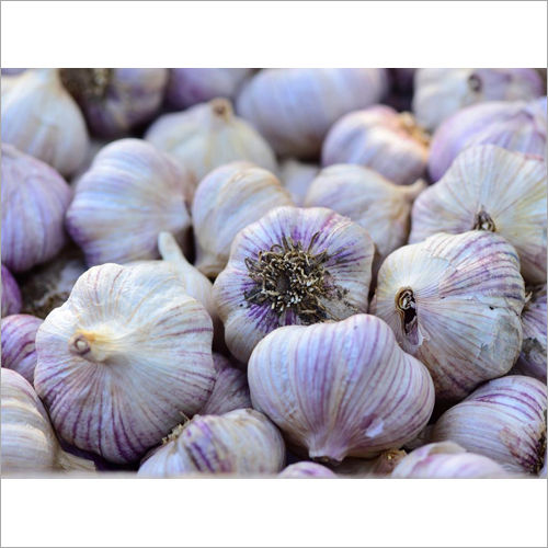 Fresh Garlic