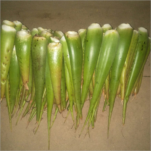 Aloe Vera Leaf