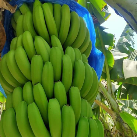 Fresh Banana