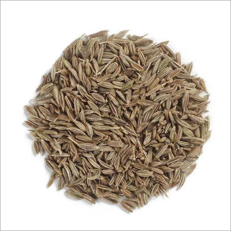 Fresh Cumin Seeds