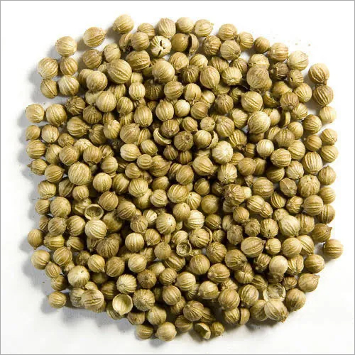 Coriander Seeds By EARTHILL GLOBAL IMPEX PRIVATE LIMITED