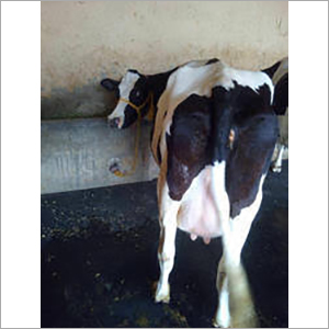 Black-White Dairy Hf Cow