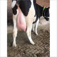 Pure HF Cow