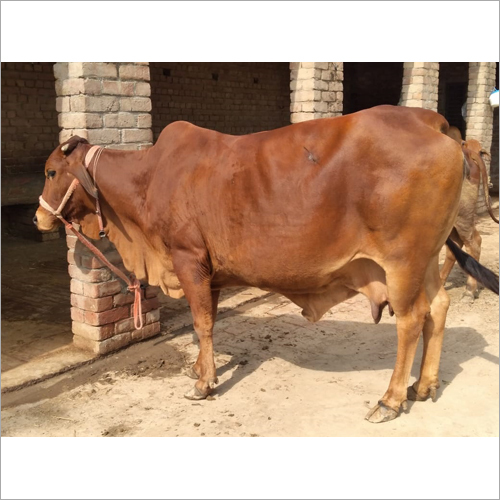 Desi Sahiwal Cow