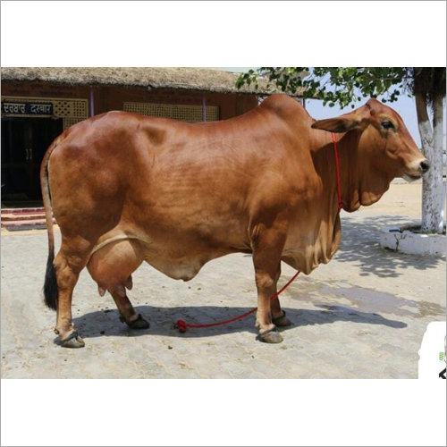 Dairy Sahiwal Cow