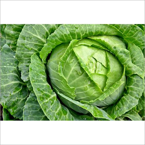 Fresh Cabbage