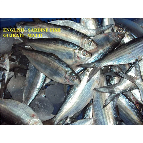Sardine Fish By RAMESHWAR COLD STORAGE