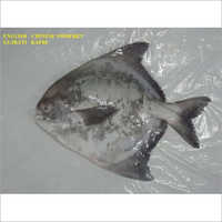 Chinese Pomfret Fish - Variable Length, Grey Color | Fresh Catch, Nutritious, Easy To Cook, Sustainable, High-quality, Versatile