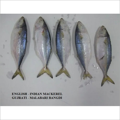 Indian Mackerel Fish