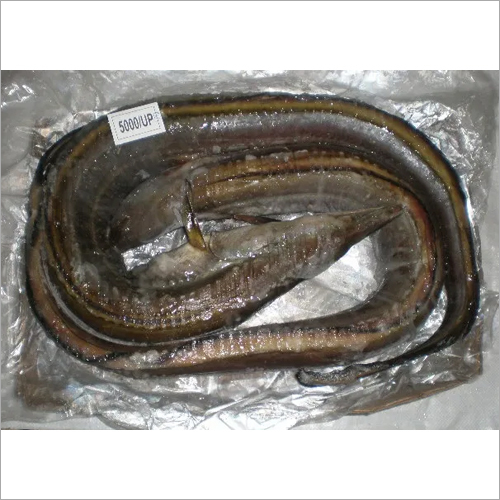 Black Eel Fish By RAMESHWAR COLD STORAGE