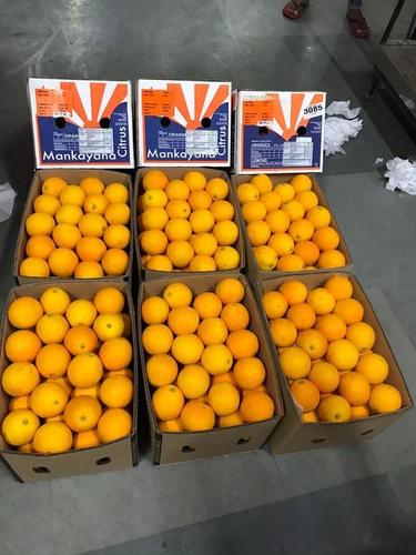 Orange Fruit