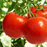 Fresh Tomato