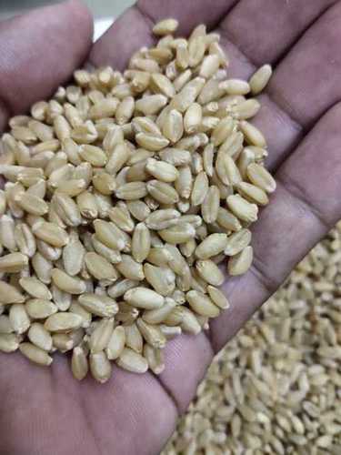 Wheat Grain