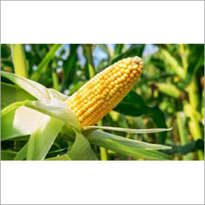 Yellow Fresh Sweet Corn