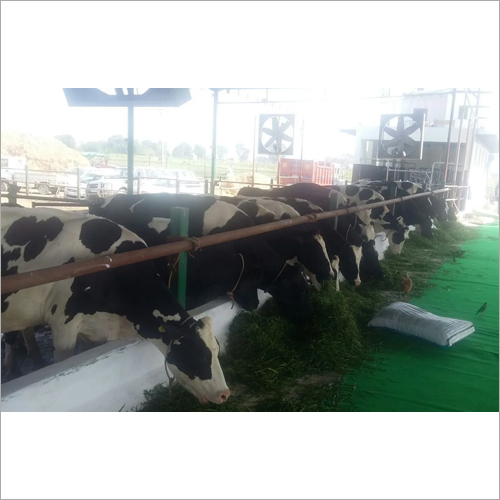 Dairy Farm HF Cow By ZAILDAR DAIRY FARM