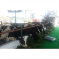Vaca do HF da fazenda de leiteria