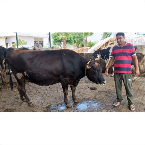 Black Dairy Farm Sahiwal Cow