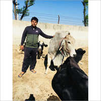 Vaca de Tharparkar da fazenda de leiteria