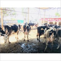 Dairy Farm HF Cow