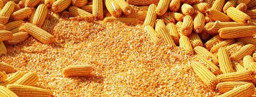 Yellow Corn or Maize