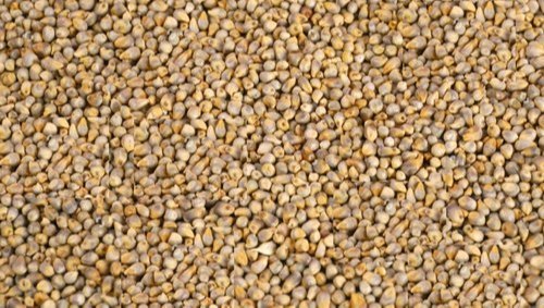 Bajra Seeds
