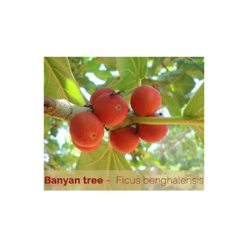 Banyan (AQUEOUS SOLUBLE)