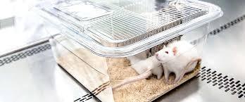 Mice Observation Cage