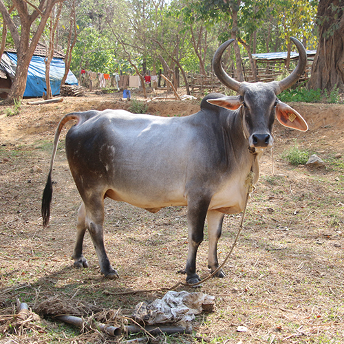 Pure Kankrej Cow