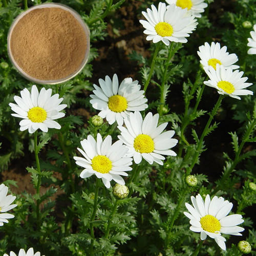 Feverfew Extract
