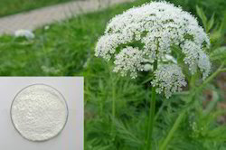 Cnidium Extract