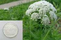 Cnidium Extract