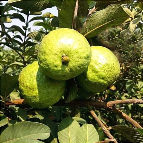 Vnr Guava Plant