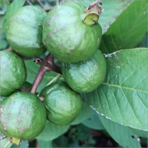 Thai 5 Guava Plant