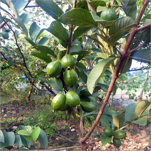 L 49 Guava Plant