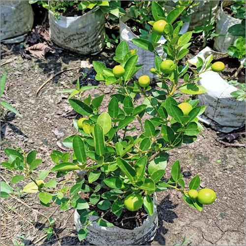 Sadabahar Kaji Lemon Plant