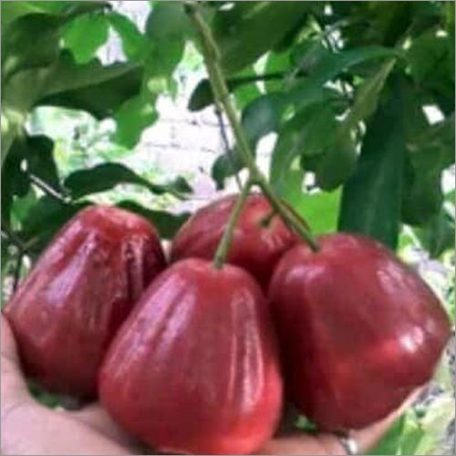 Red Water Apple Plant