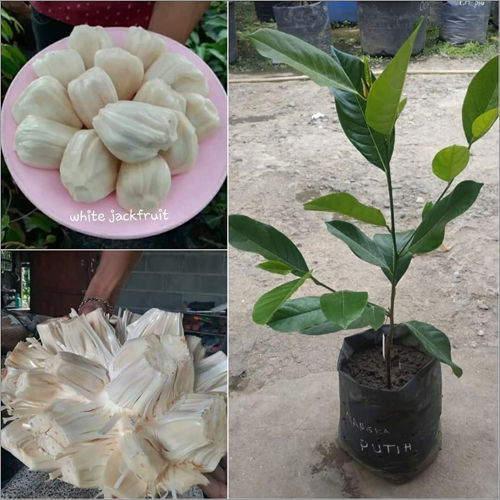Thai White Jack Fruit Plant