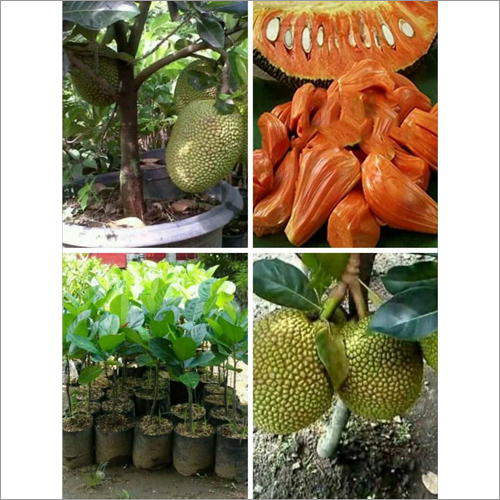 Thai Red Jack Fruit Plant