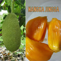All Time Jack Fruit Plant