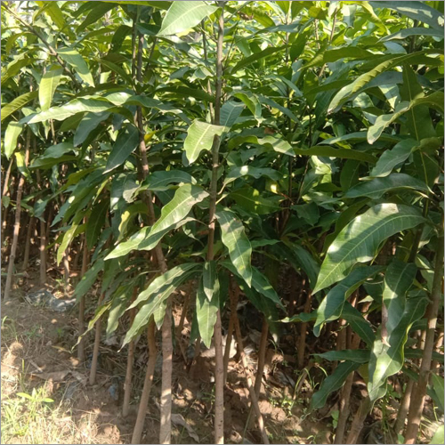Himsagar Langra Mango Plant