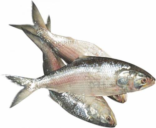 Hilsa Fish