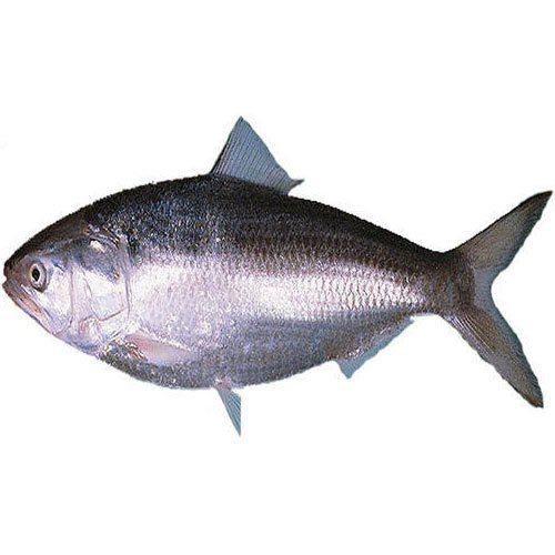 Pulasa Fish