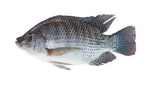 Tilapia Fish