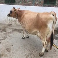 Jersey Breed Cow