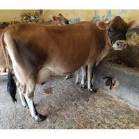 Jersey Cow