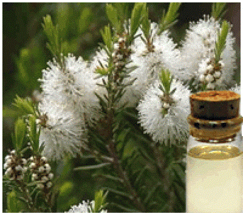 Melaleuca Alternifolia Oil